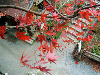 JA'AR JAPANI November 2004